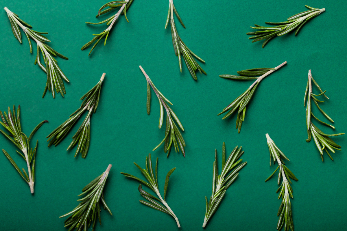 Fresh rosemary sprigs set against a green background, used in aromatherapy and phytotherapy for their many virtues.