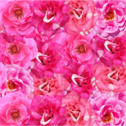L'image représente un tapis de rose de damas.