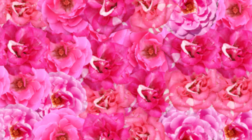 Damask Rose essential oil, queen of flowers reserved for the gods