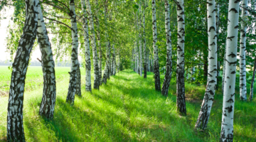 La betulla, albero terrestre e celeste, fonte di vitalità!