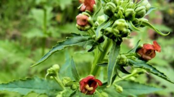 Vijgenkruid, plant in het anti-scrofulous arsenaal