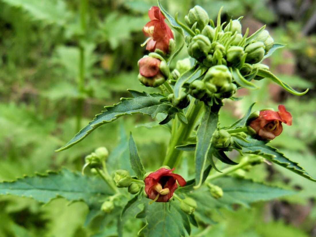 Figwort, plant in het anti-scrofulous arsenaal