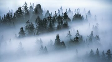 Balsam fir essential oil, king of icy forests