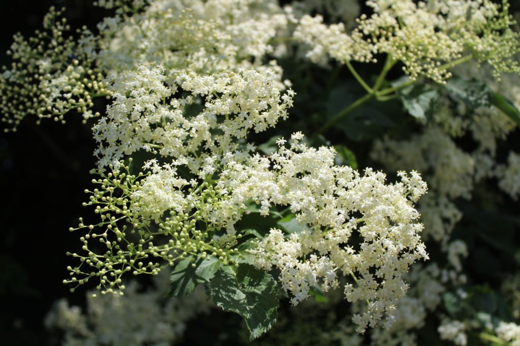 O Meadowsweet, símbolo da virgindade