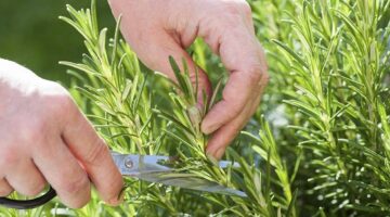 Rosmarin, Symbol der Liebe und des Wohlstands