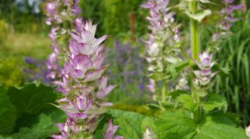 Clary Sage, la planta de la mujer por excelencia