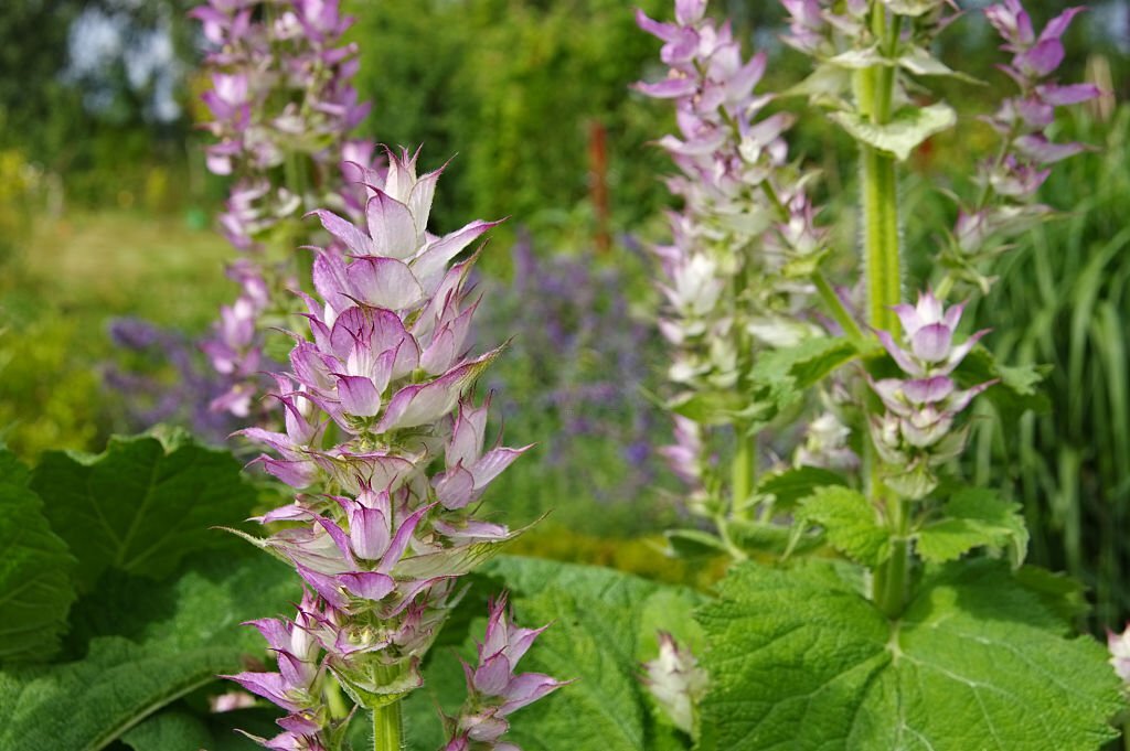 Clary sage, the plant of women par excellence