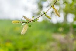 White Willow, das tausendjährige natürliche Aspirin