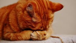 Platwormen, rondwormen: de juiste ontwormer voor uw kat kiezen