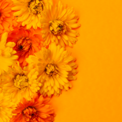 Fleurs de souci (Calendula Officinalis) aux teintes jaune et orange sur un fond assorti.