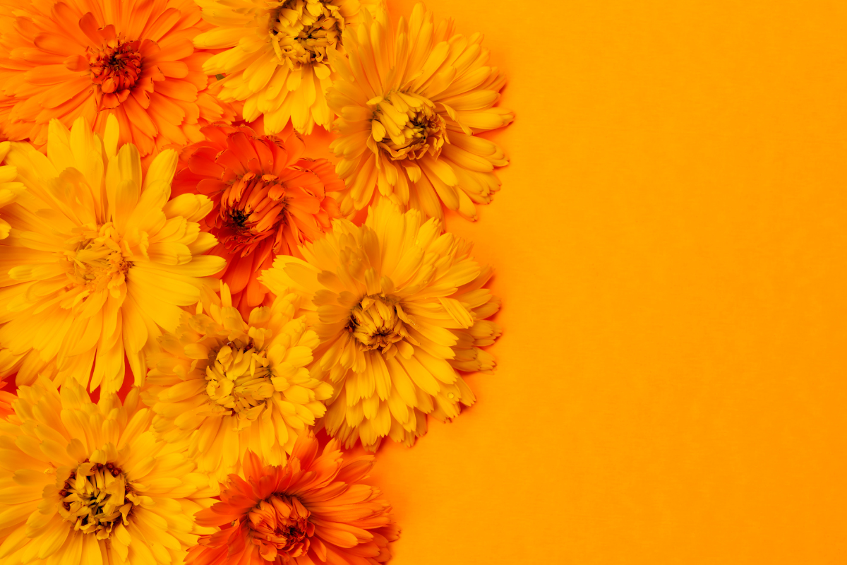 Fleurs de souci (Calendula Officinalis) aux teintes jaune et orange sur un fond assorti.