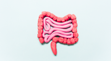 The intestinal barrier in brief