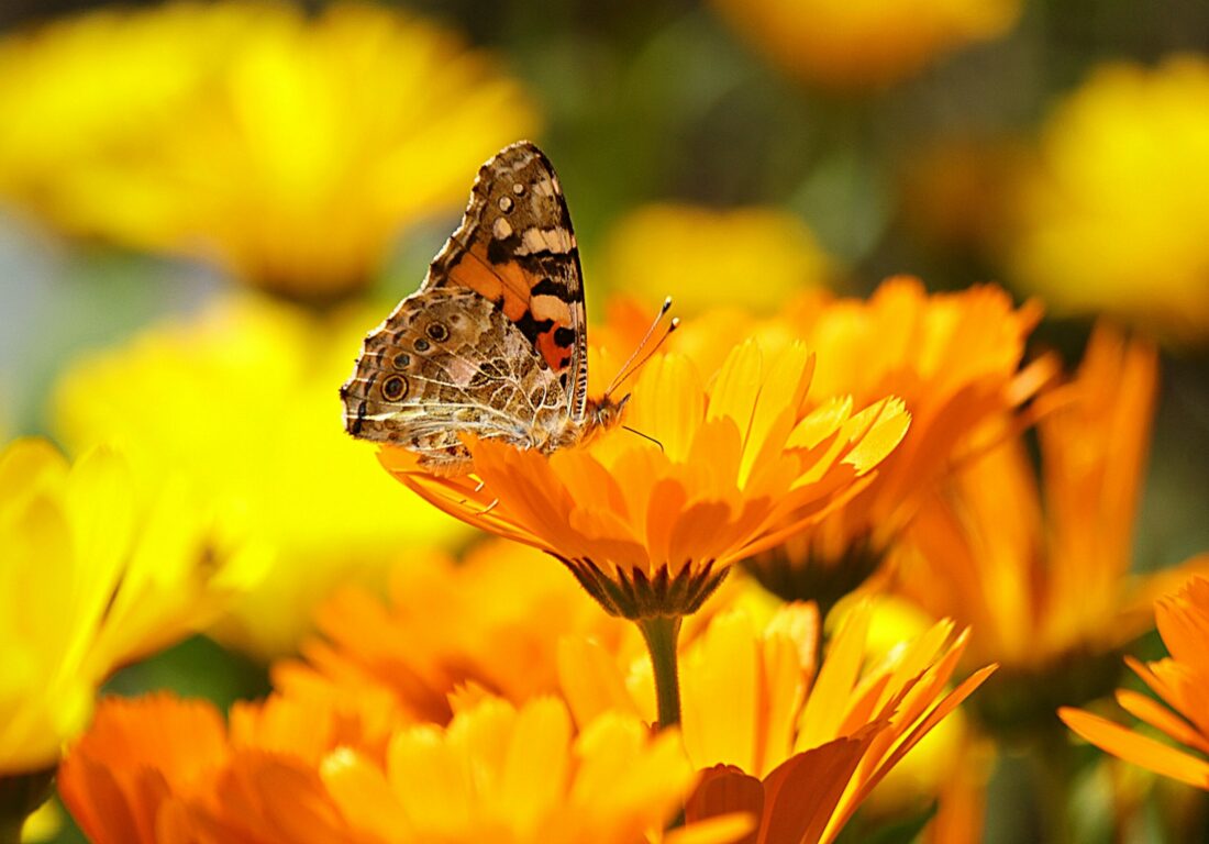 Pharmacological properties of marigold flowering tops