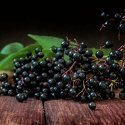 The Elderberry, the purgative tree-medicine several thousand years old