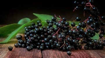 The Elderberry, the purgative tree-medicine several thousand years old