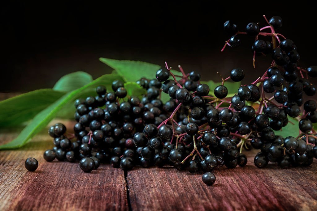 The Elderberry, the purgative tree-medicine several thousand years old