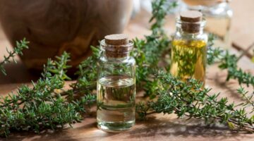 Thyme essential oil with thujanol, symbol of courage