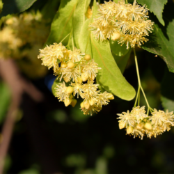 Fleurs de tilleul en pleine floraison, symbole de majesté et de bien-être naturel.