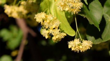 O Tilleul, a imagem de majestade e opulência