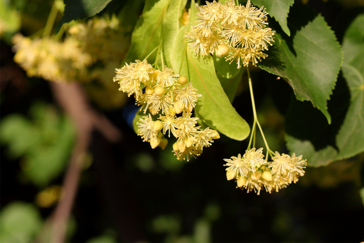 Fleurs de tilleul en pleine floraison, symbole de majesté et de bien-être naturel.