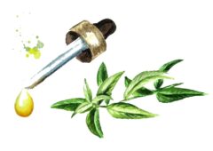 Proprietà dell'olio essenziale di foglie di verbena di limone