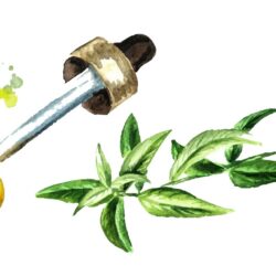 Properties of lemon verbena leaf essential oil