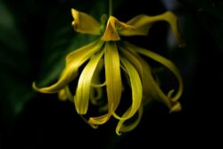 Propiedades farmacológicas del aceite esencial de flor de Ylang-ylang