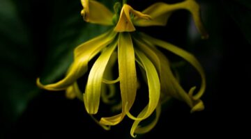 Ylang-ylang essential oil, flower of love