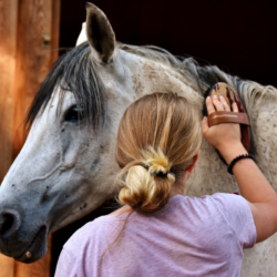 L'image représente une persone en train de prendre soin de son cheval. La personne brosse le cheval.