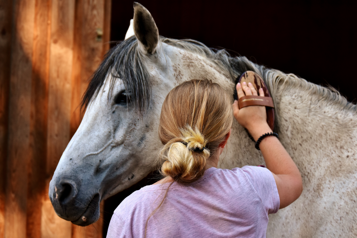L'image représente une persone en train de prendre soin de son cheval. La personne brosse le cheval.