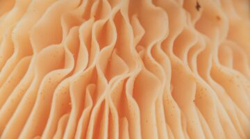 Reishi (Ganoderma lucidum): il versatile fungo medicinale e i suoi benefici in micoterapia