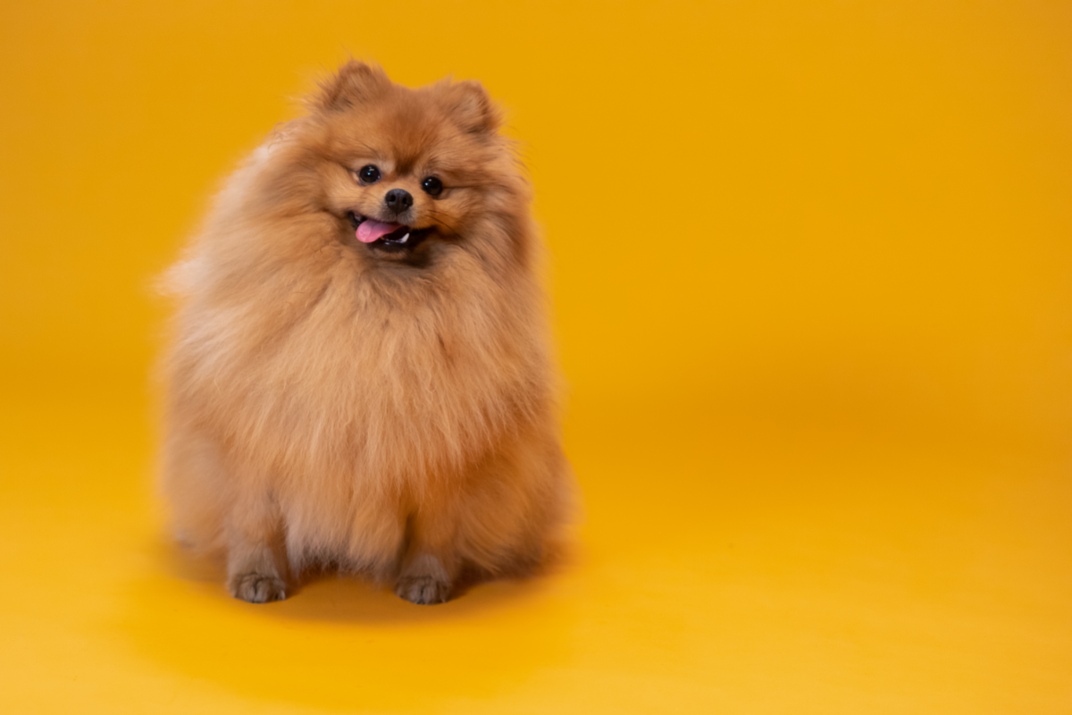 Un chien qui tire la langue. Pourquoi mon chien a les yeux qui pleurent