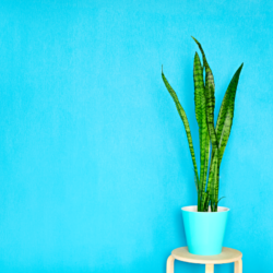 Plante d'intérieur sansevieria dans un pot turquoise posé sur un tabouret en bois, avec un fond uni bleu clair. La sansevieria, également connue sous le nom de langue de belle-mère, est reconnue pour ses qualités dépolluantes et sa capacité à purifier l'air intérieur en absorbant les toxines telles que le formaldéhyde et le benzène.