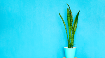 Luftverschmutzung in Innenräumen: Pflanzen, die die Luft reinigen und natürliche Lösungen, um unsere Innenräume zu säubern