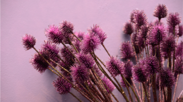 Welche Eigenschaften hat Ysop?