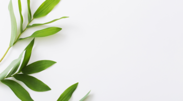 Les eaux florales : Laquelle choisir ?