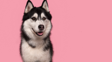 Comment faire prendre un traitement homéopathique à son chien ?