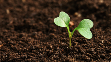 Wie können bestimmte Pflanzen den Boden entgiften?