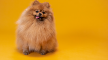 Comment améliorer la santé digestive de votre animal avec des remèdes naturels ?