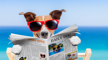 Wie kann ich dafür sorgen, dass mein Haustier nicht unter der Hitze leidet?