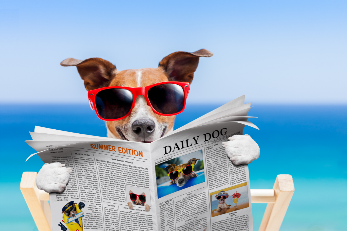 L'image représente un chien entrain de lire le journal à la plage pour illustrer Comment faire pour que mon animal de compagnie ne souffre pas de la chaleur