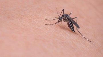 How to relieve a mosquito bite very quickly