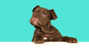 Biológico para o meu animal de estimação com a marca Biocanina: