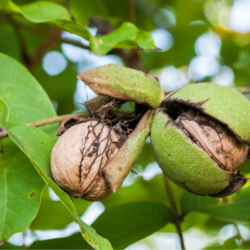 Das Bild zeigt einen Walnussbaum. Der Walnussbaum – das natürliche Heilmittel des Herbstes schlechthin