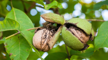 Nuez, remedio natural para la caída por excelencia