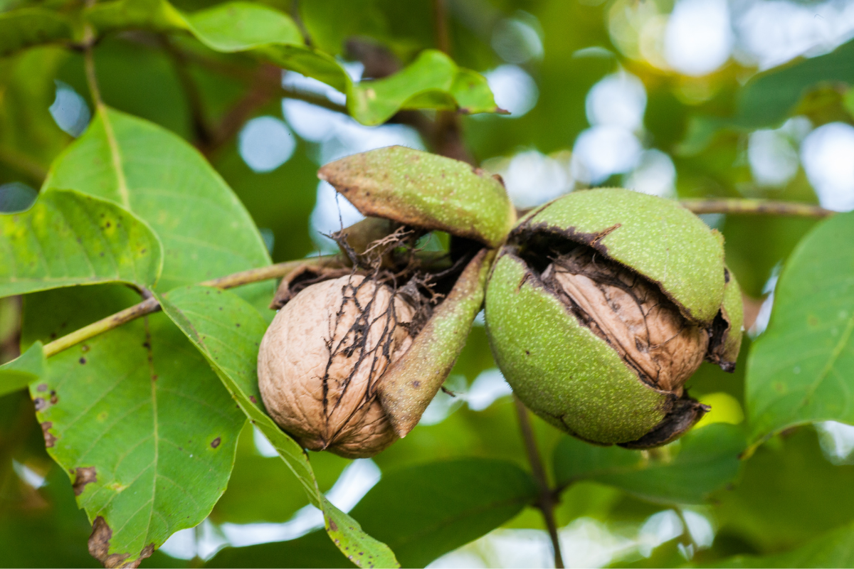 De afbeelding stelt een walnootboom voor. De walnootboom, het natuurlijke herfstmiddel bij uitstek.