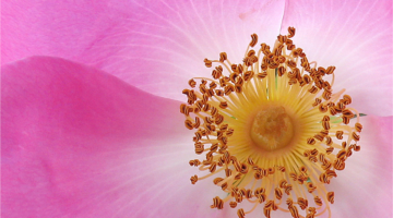 Discover the therapeutic potential of Wild Rose Bach Flower