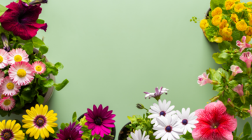 Bach Flower Mimulus : Discover the power of natural remedies