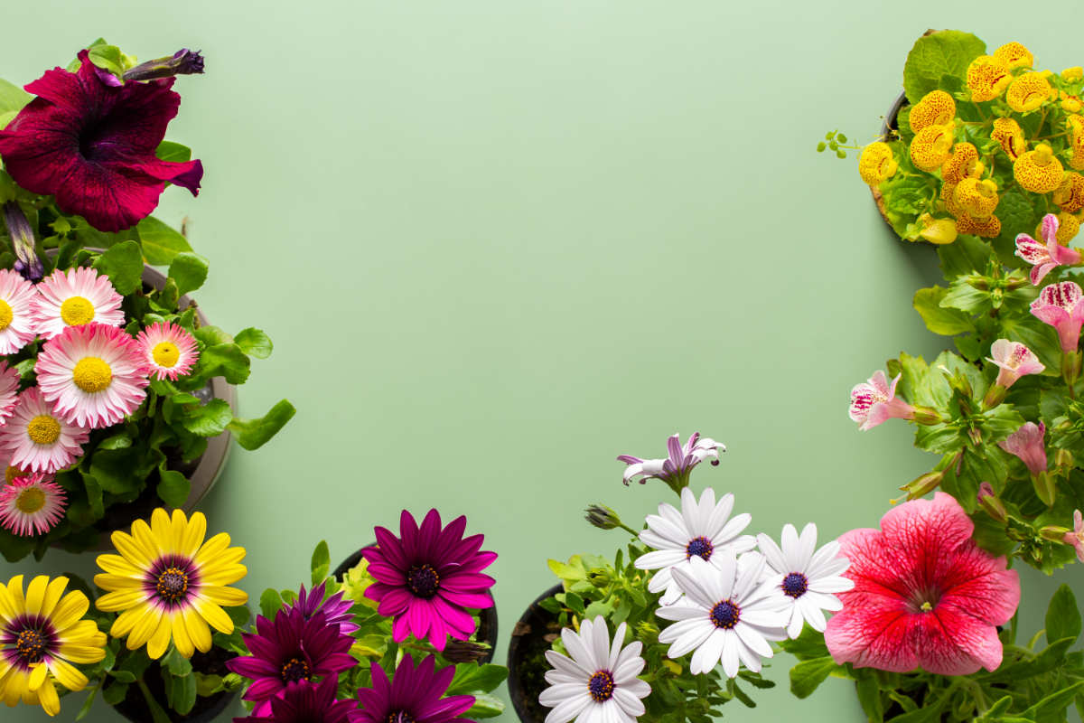 l'image représente un fond vert avec différentes fleurs. Fleur de Bach Mimulus Découvrez le Pouvoir des Remèdes Naturels
