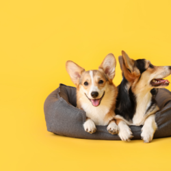 L'image représente deux chiens dans leur panier, sur un fond jaune vif. Mon chien a mauvaise haleine, quelles solutions naturelles. probiotiques pour mauvaise haleine chien